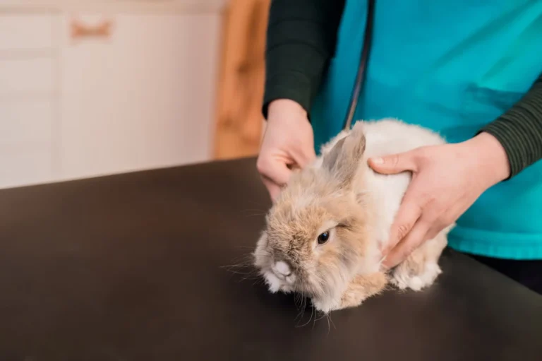 Rabbit Flystrike 1