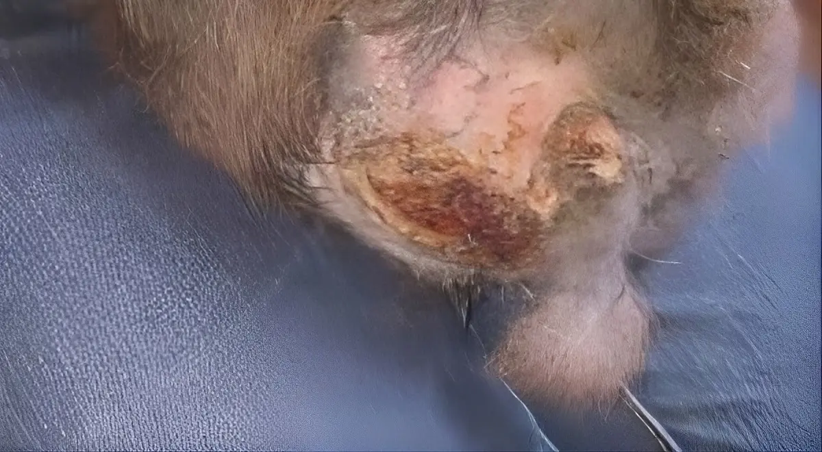 Emergency rabbit flystrike including visible maggots, tissue damage, and critical illness requiring prompt veterinary care