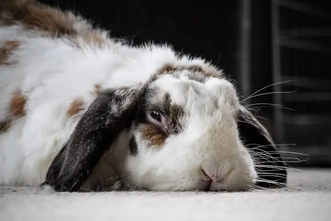 Rabbit Gi Stasis 1