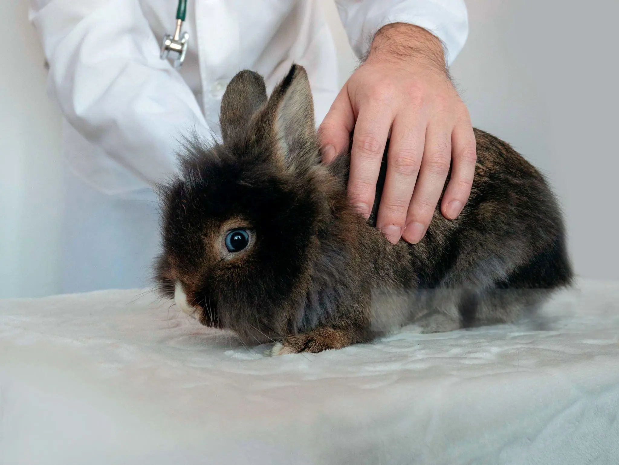 Rabbit with GI stasis showing signs including hunched posture, reduced appetite, and small fecal pellets