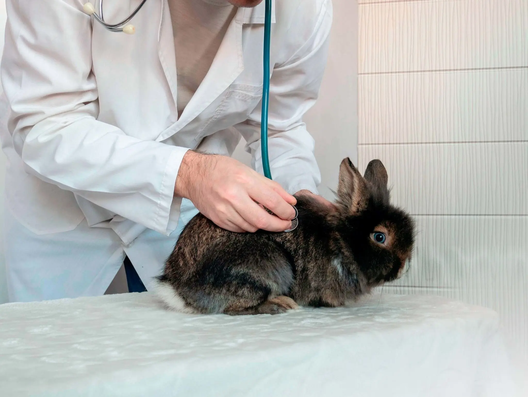 Emergency rabbit GI stasis including severe bloating, pain, and critical illness requiring prompt veterinary care