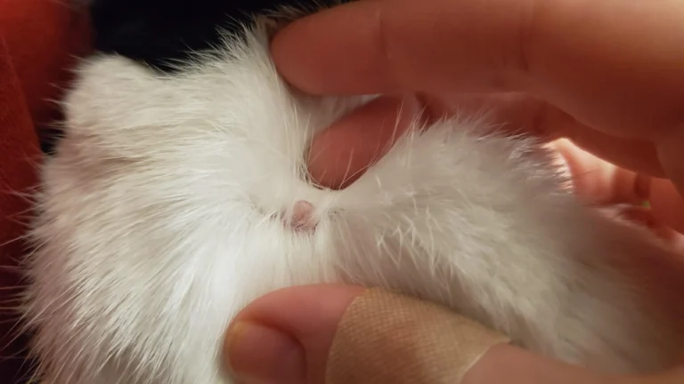 Rabbit Lump On Body 1