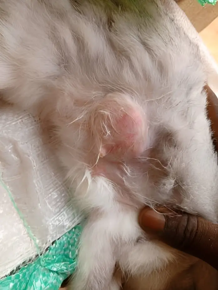 Rabbit with emergency lump showing signs needing immediate veterinary care