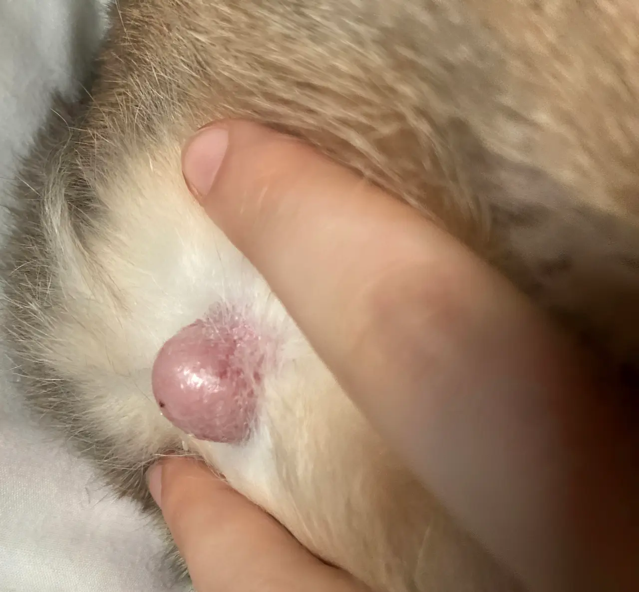 Rabbit with a lump on the body, showing signs of swelling requiring veterinary evaluation