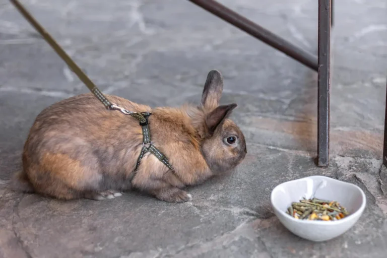 Rabbit Not Eating 1