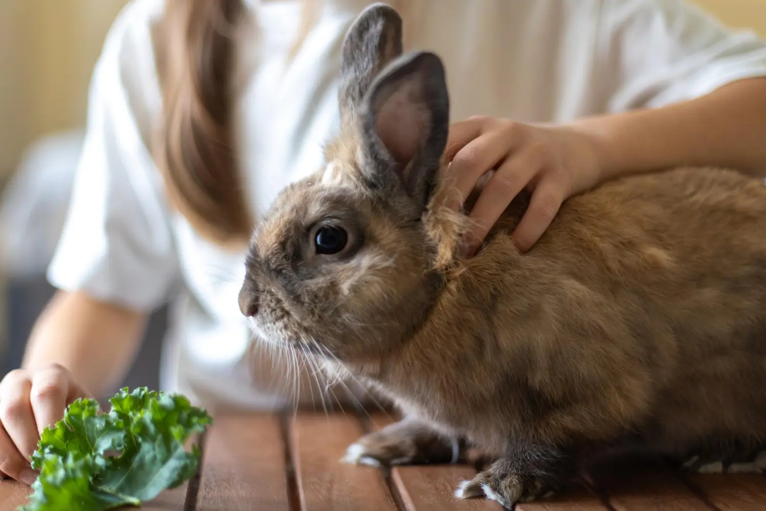 Rabbit refusing food, showing signs of anorexia including hunched posture and reduced fecal pellets