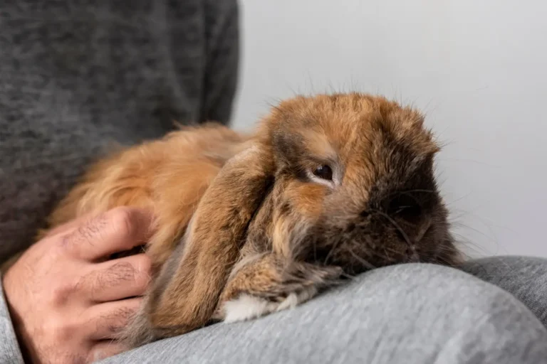 Rabbit Not Moving 1