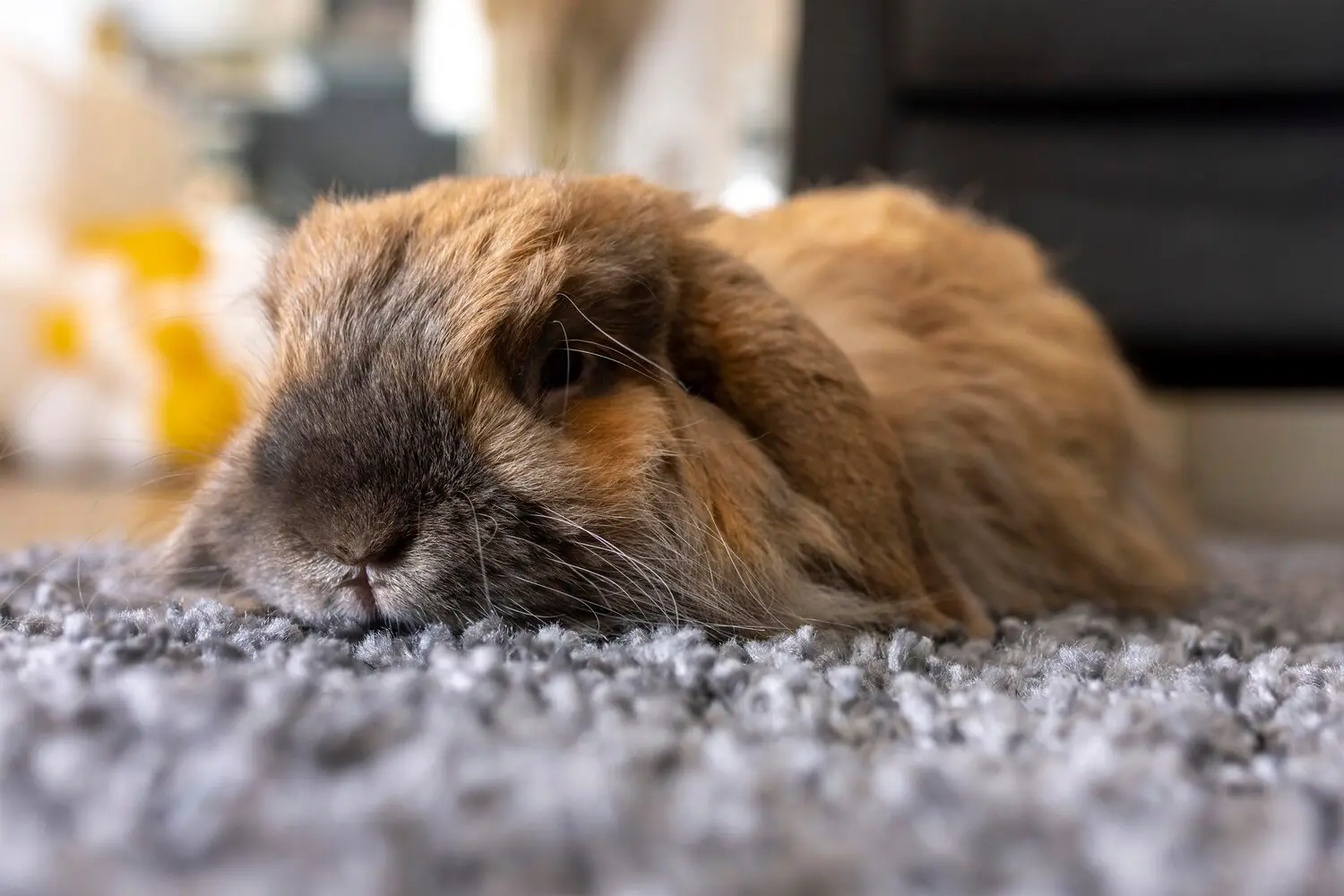 Emergency rabbit immobility including paralysis, severe pain, and critical illness requiring prompt veterinary care