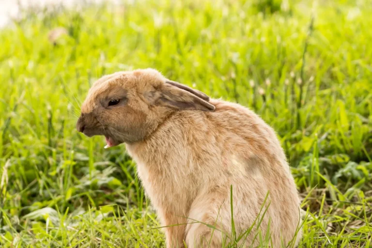 Rabbit Sneezing 1