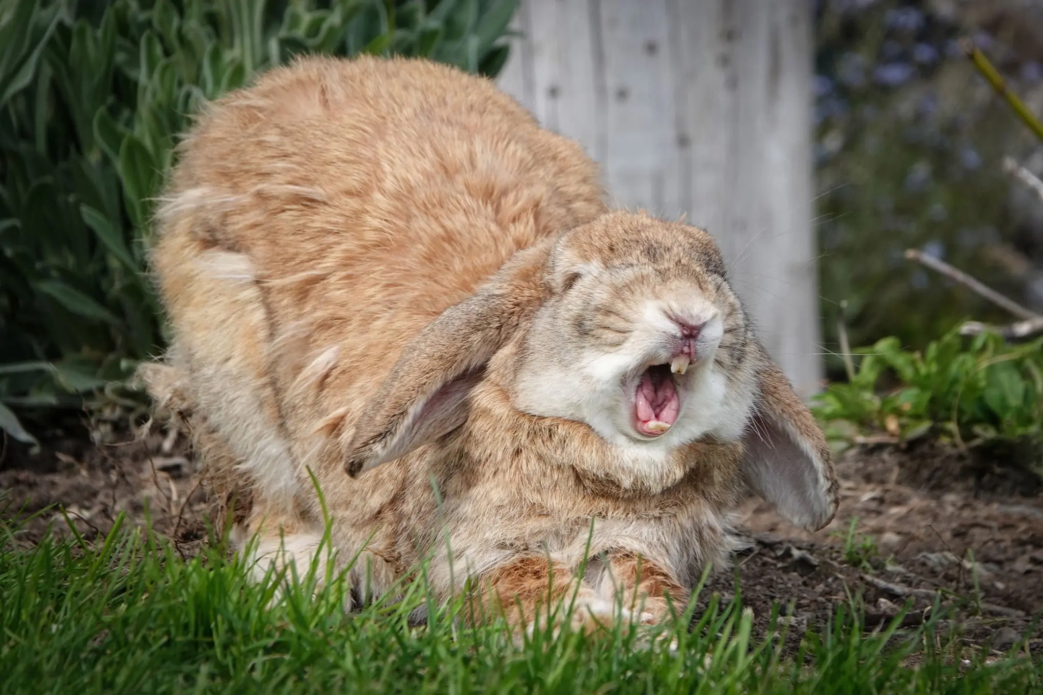Rabbit sneezing, showing signs of respiratory infection including nasal discharge and conjunctivitis