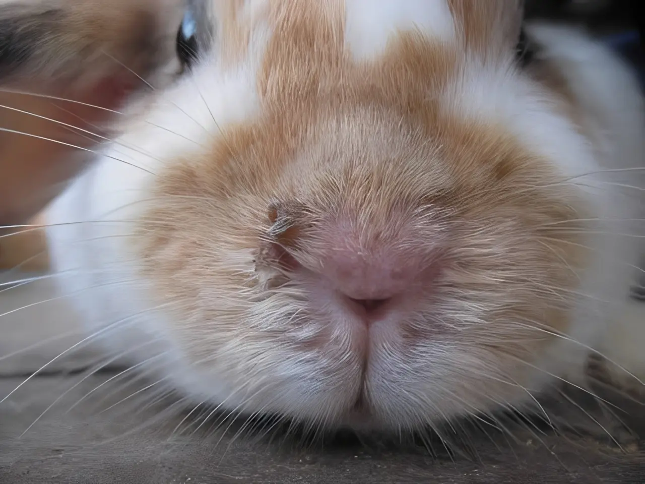 Emergency rabbit respiratory infection including severe sneezing, nasal discharge, and respiratory distress requiring prompt veterinary care