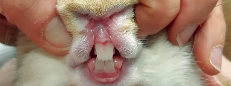 Rabbit Teeth Problems 1