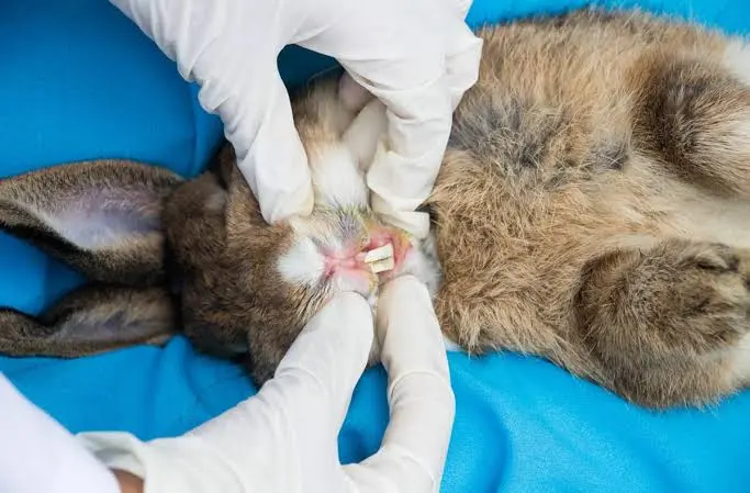Rabbit with dental problems showing signs including drooling, food dropping, and reduced appetite