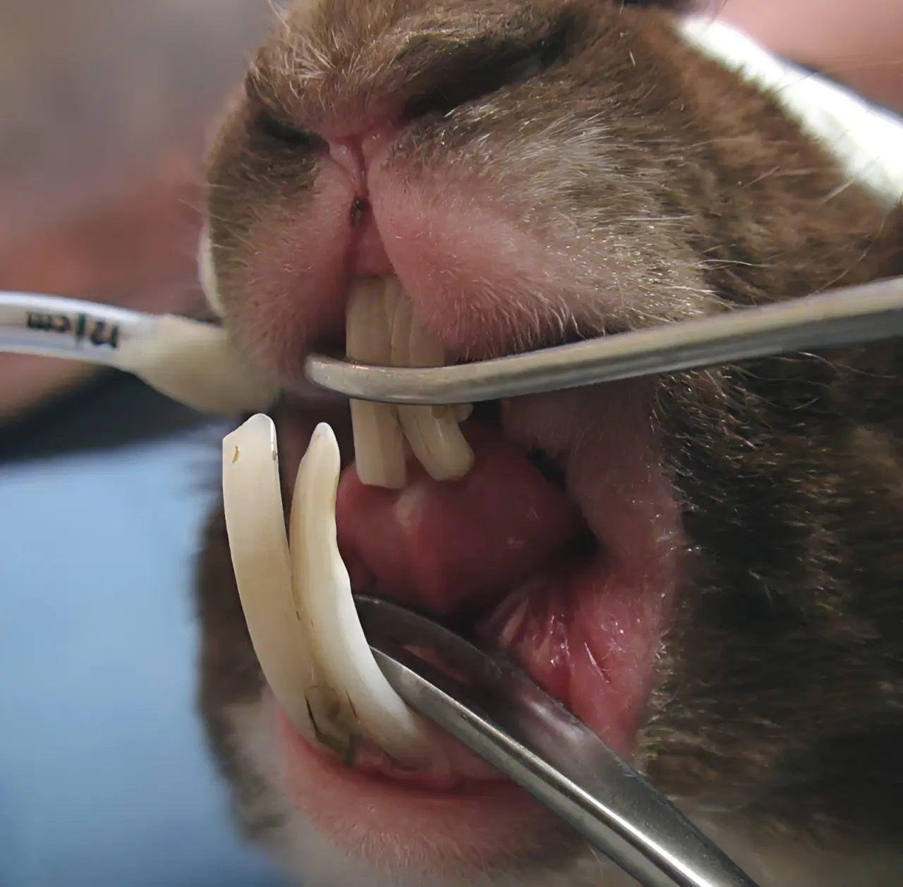 Rabbit with emergency dental problems showing facial swelling and pain needing immediate veterinary care