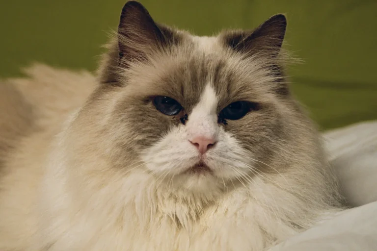 Ragdoll Cat Health Issues 1
