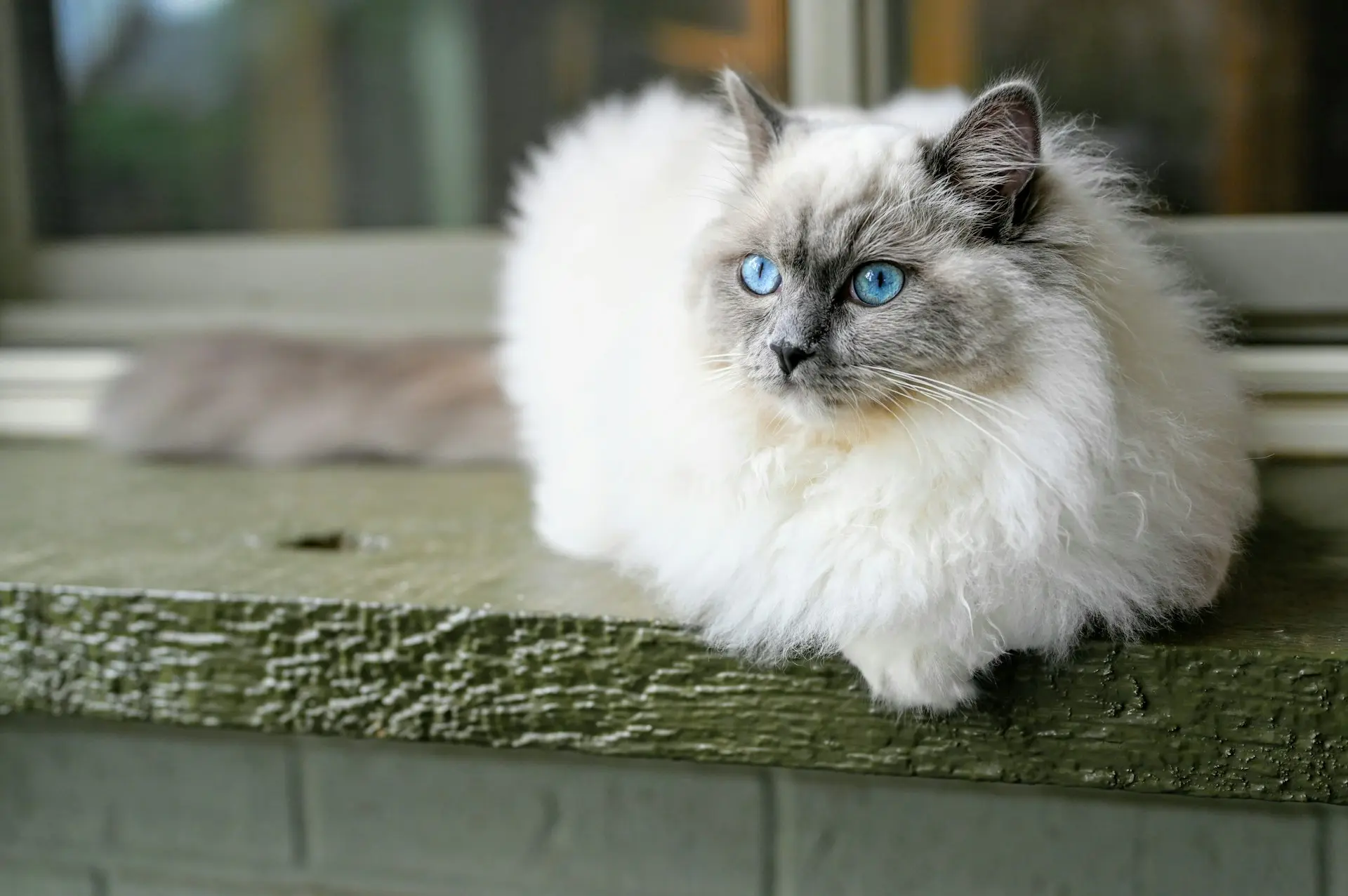 Ragdoll cat with health issues including respiratory signs, lethargy, and potential urinary problems