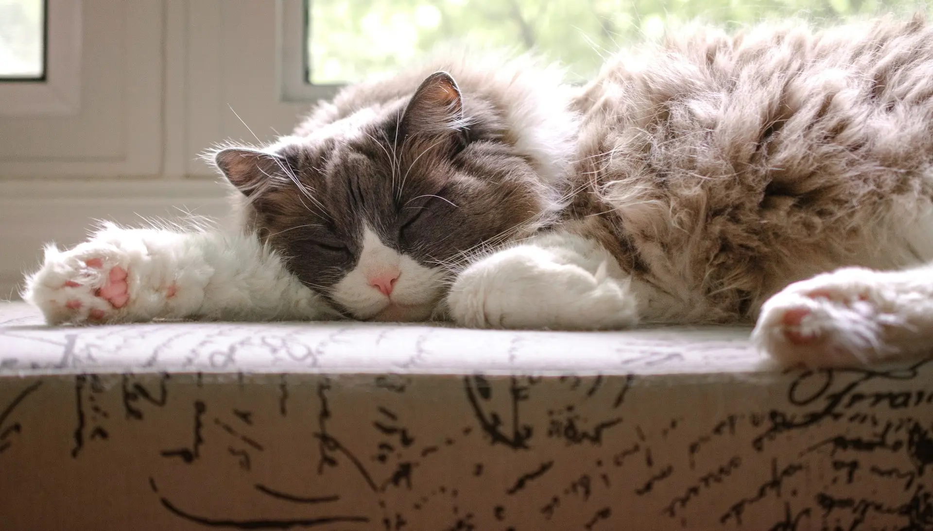 Emergency Ragdoll cat health issues including respiratory distress, collapse, and urinary obstruction requiring prompt veterinary care