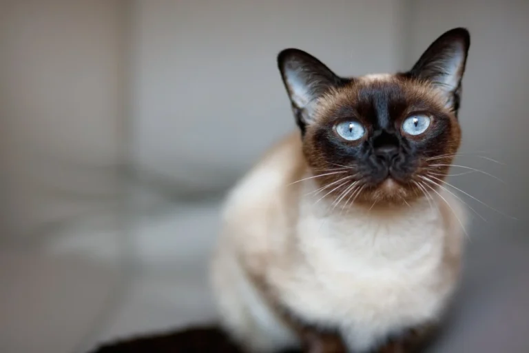 Siamese Cat Health Issues 1