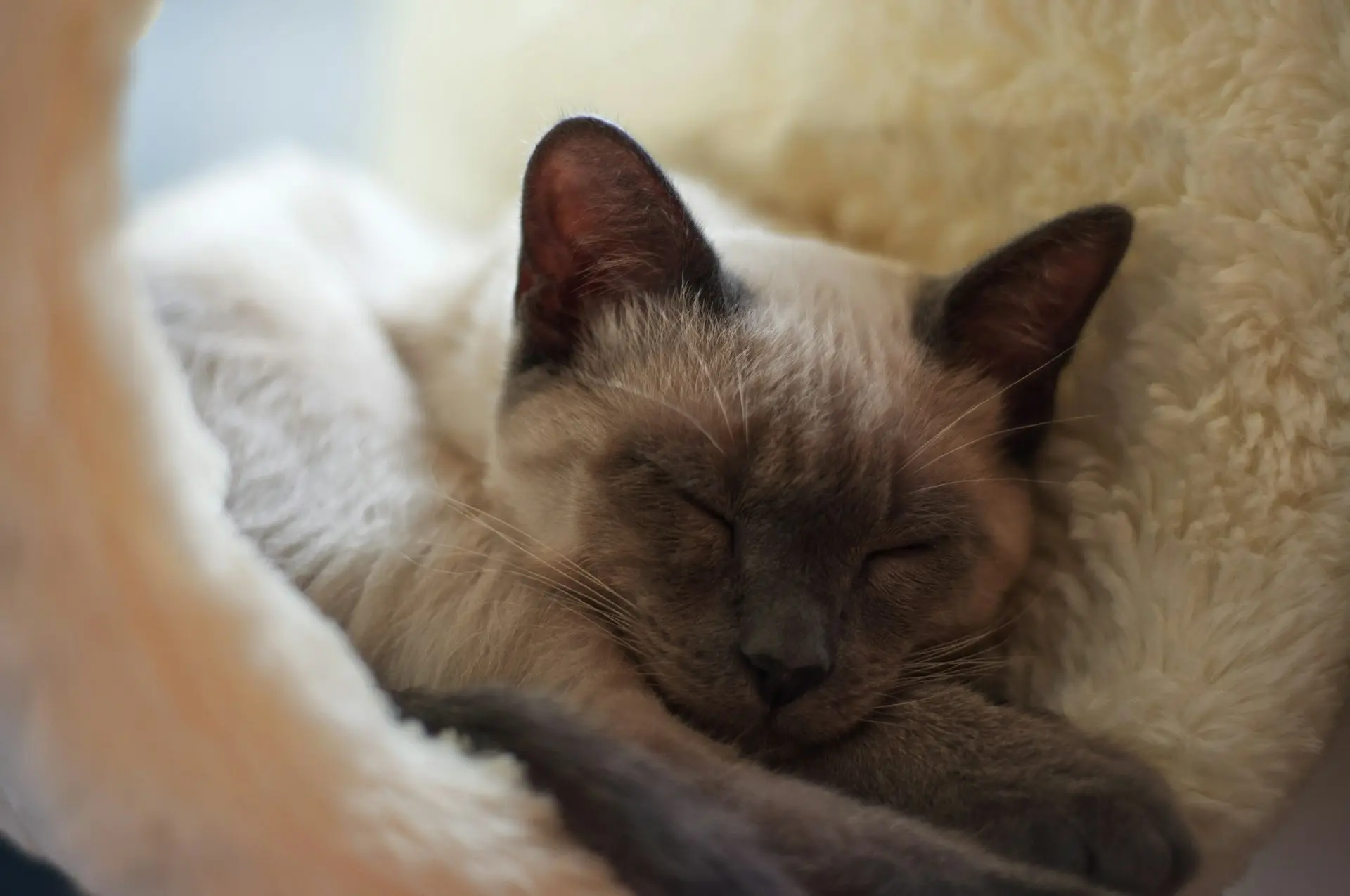 Bengal cat with health issues including weakness, lethargy, and signs of genetic conditions
