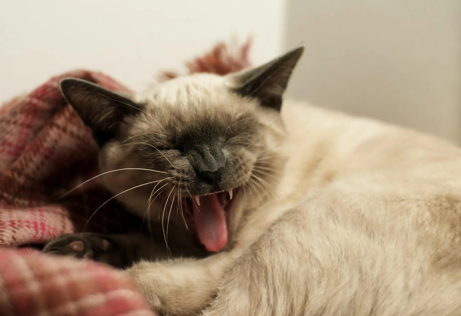 Emergency Siamese cat health issues including respiratory distress, collapse, and severe illness requiring prompt veterinary care