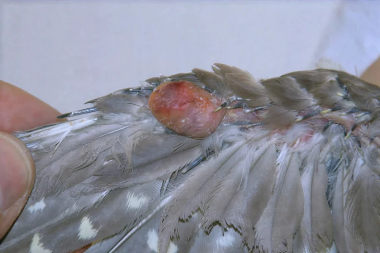 Bird Lump On Body 1