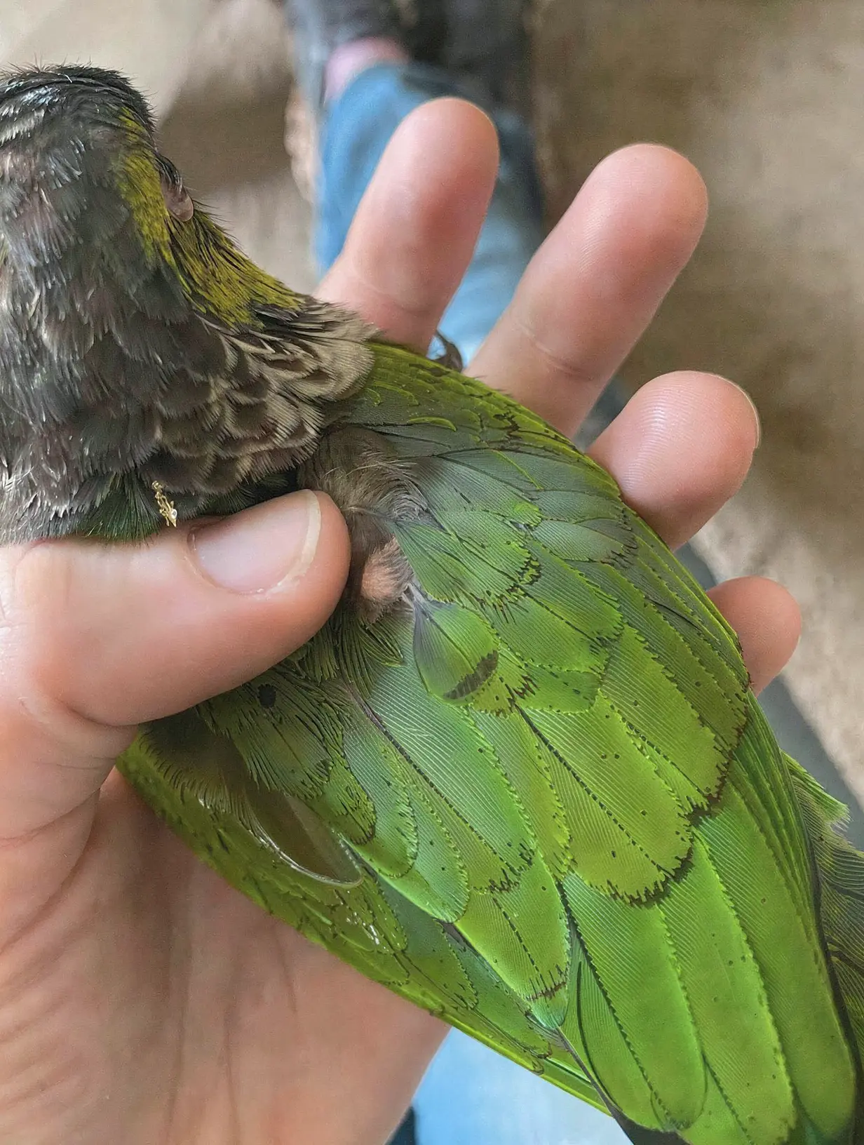 Bird with lump: home care guidelines and clinical monitoring