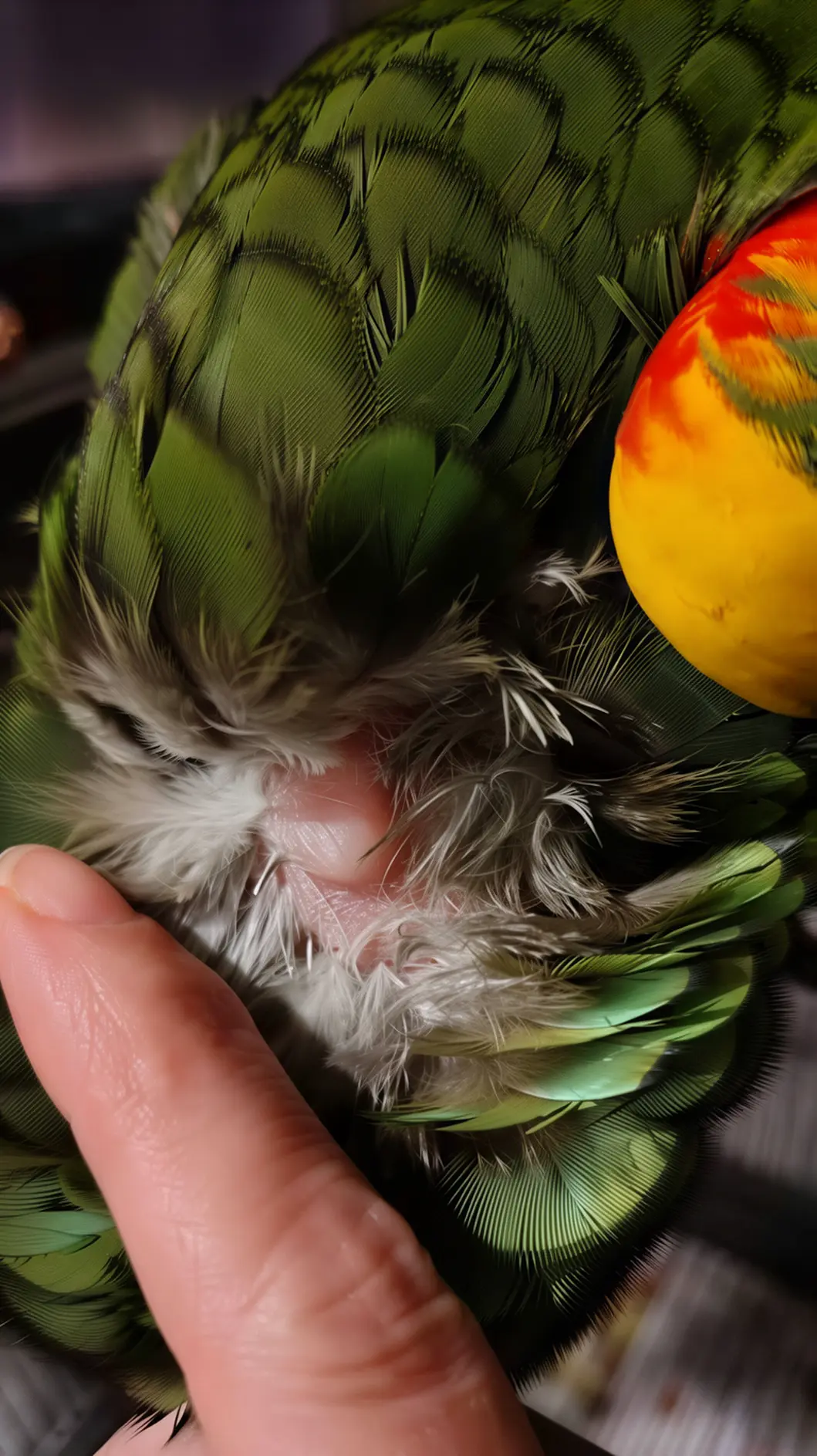 Bird with concerning lump showing emergency signs needing immediate avian veterinary care