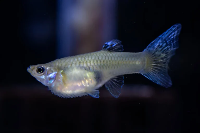 Fish Bloated Belly 1
