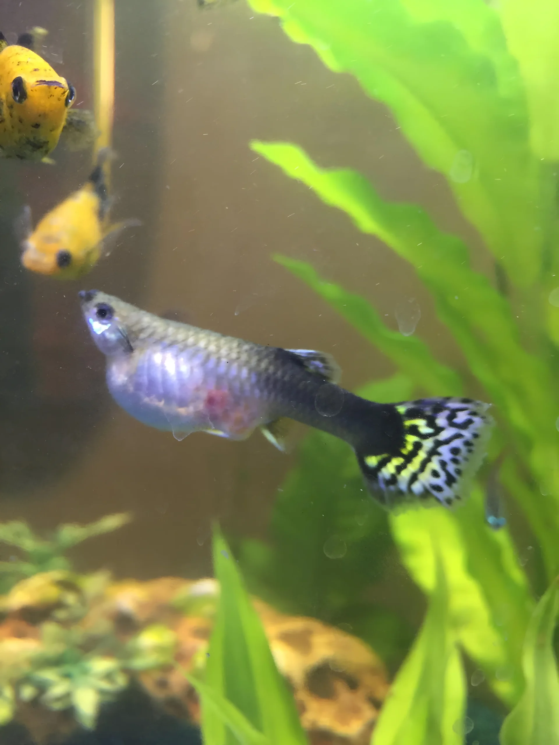 Fish with severe abdominal bloating and pineconing requiring immediate aquatic veterinary care