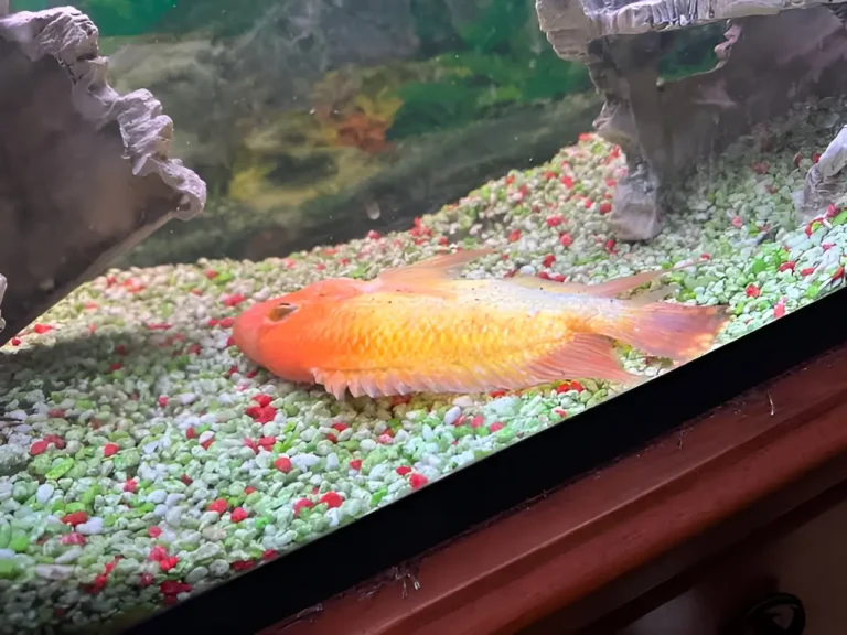 Fish Floating Sideways 1
