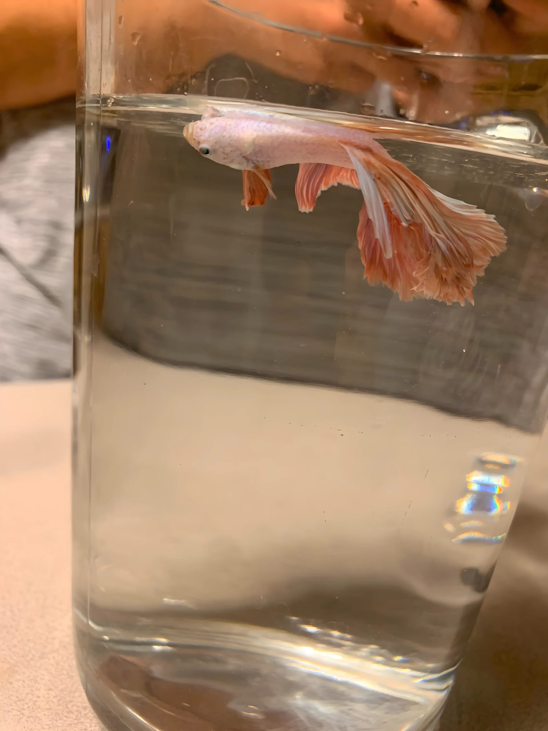 Fish floating sideways showing emergency signs needing immediate aquatic veterinary care