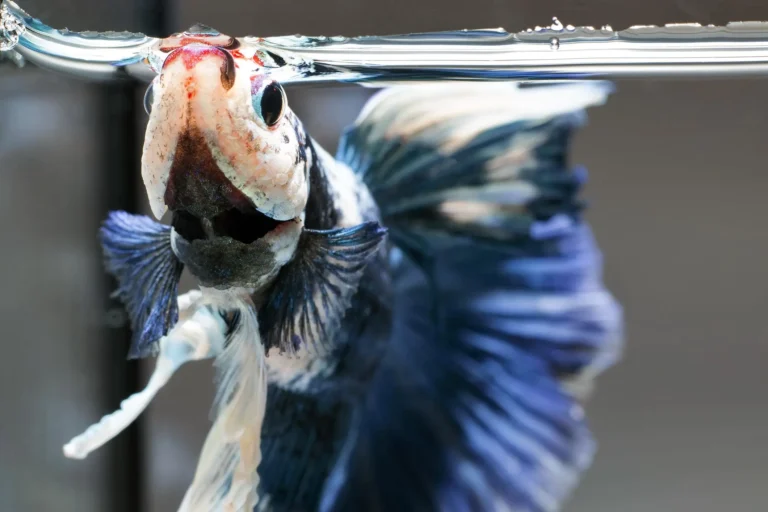 Fish Not Eating 1