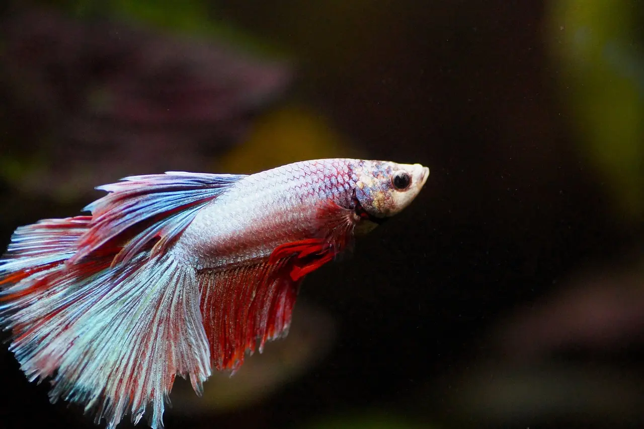 Fish showing signs of severe anorexia and lethargy requiring immediate aquatic veterinary care