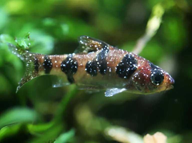 Fish White Spots 1