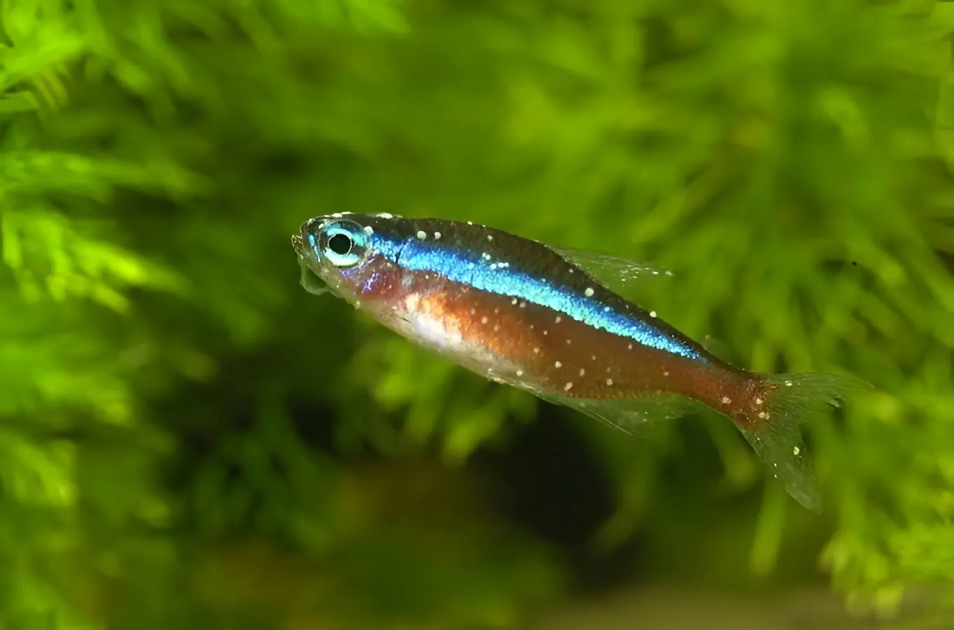 Fish with widespread white spots and severe parasitic infection requiring immediate aquatic veterinary care
