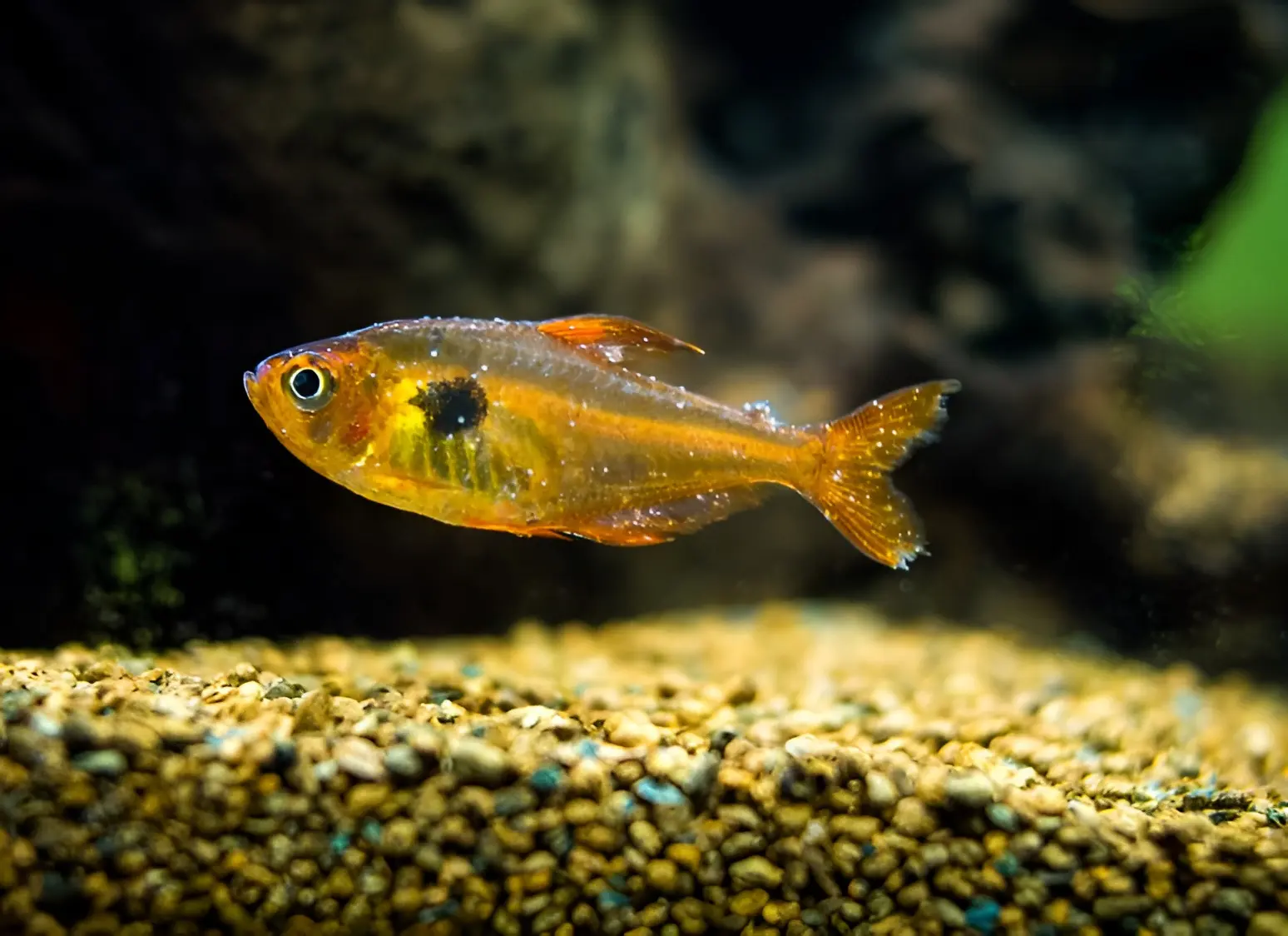 fish showing white spots