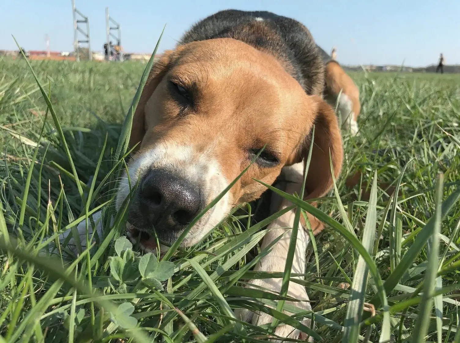 Dog showing signs of acute gastrointestinal distress requiring immediate veterinary care