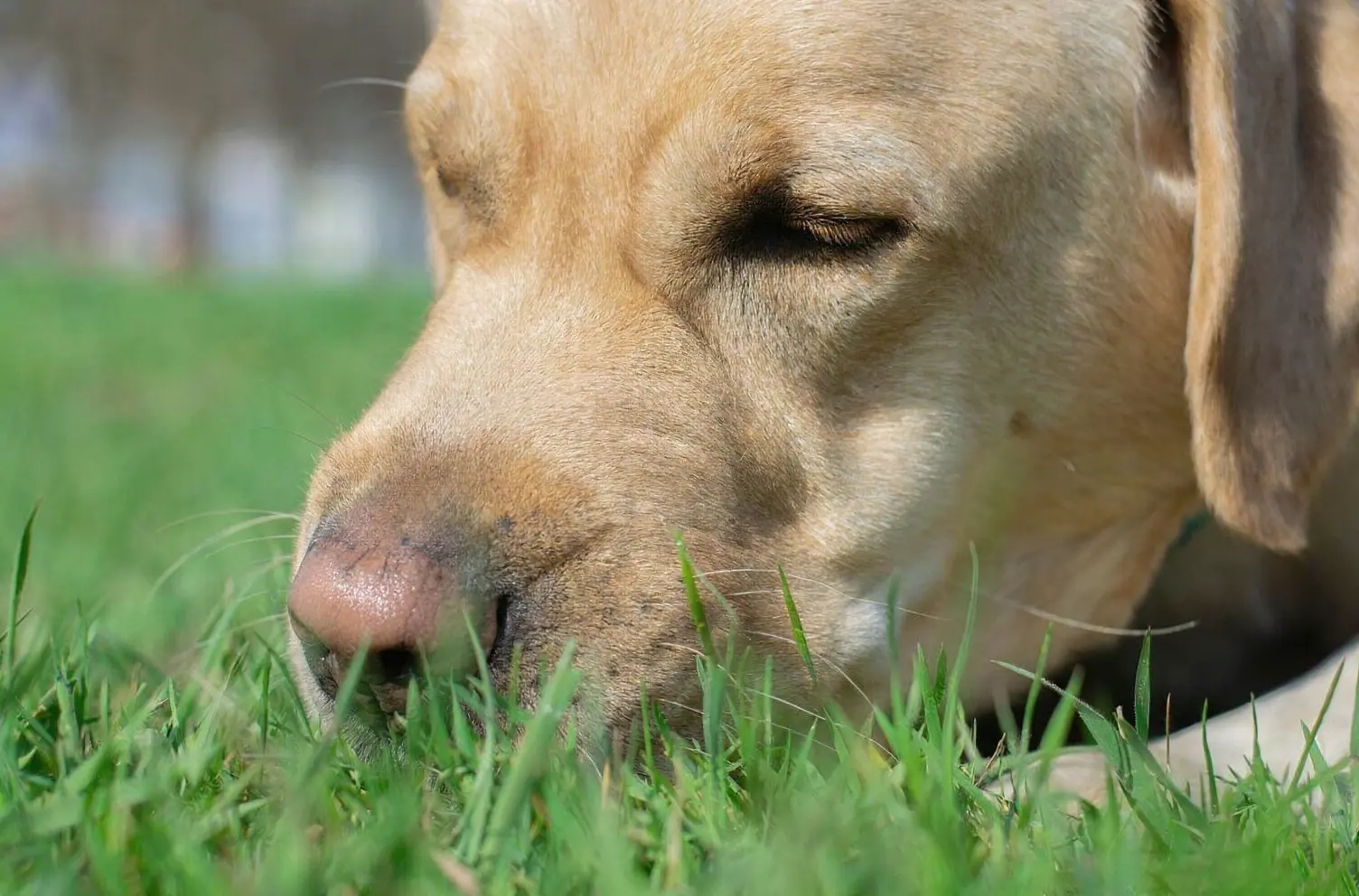 dog showing signs of gastrointestinal distress