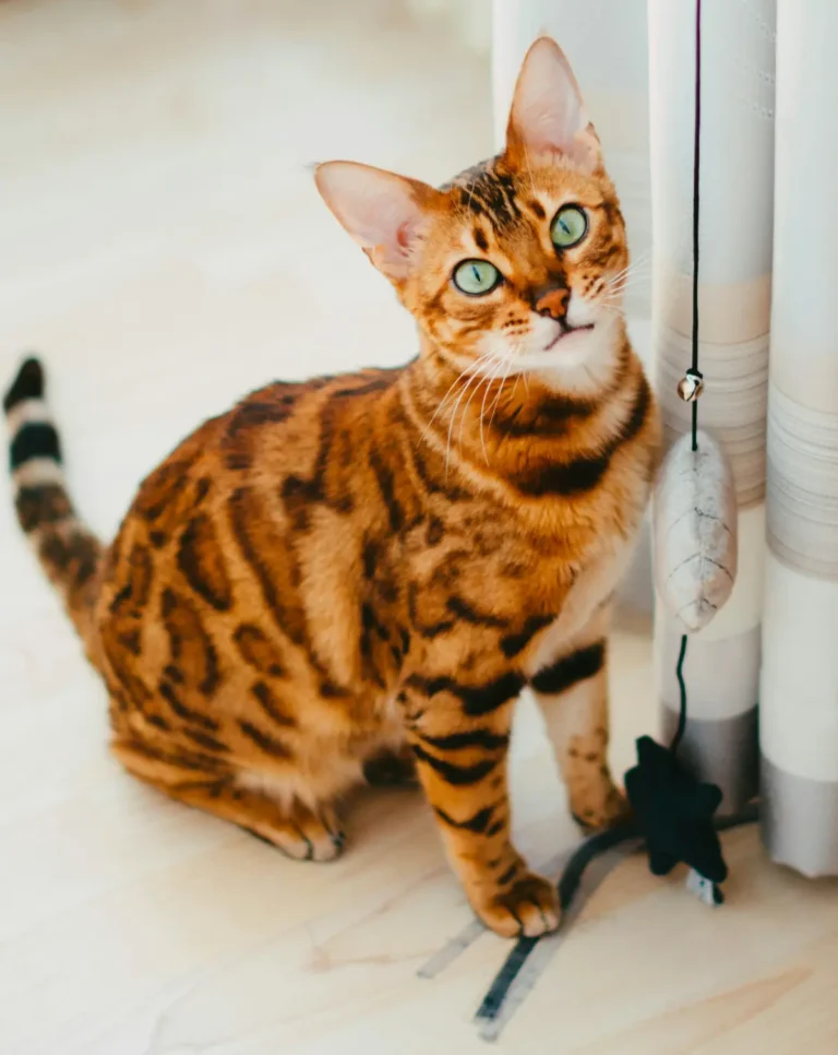 Bengal cat with a spotted, rosette-patterned coat sitting indoors
