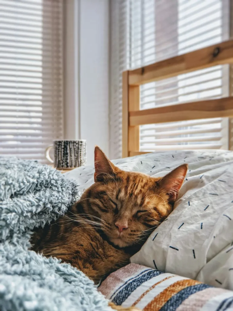 Tabby cat lying flat on a bed, looking tired and unwell